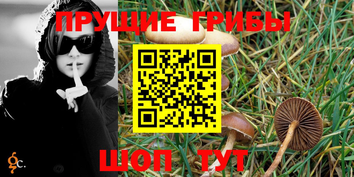 Галлюциногенные грибы Psilocybine cubensis Артём